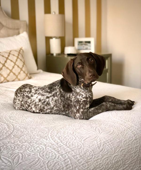 /images/uploads/southeast german shorthaired pointer rescue/segspcalendarcontest2021/entries/21758thumb.jpg